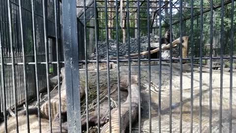 These brown bears are good at the zoo.