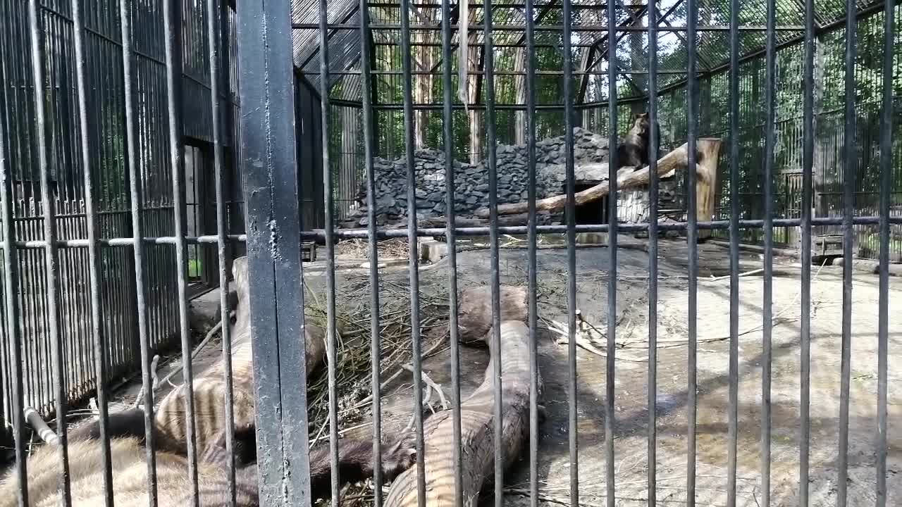 These brown bears are good at the zoo.