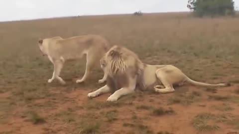 Animals Face to Face Visitors