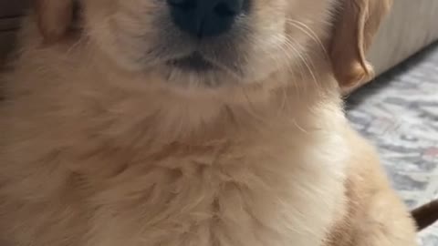 My first looking videos