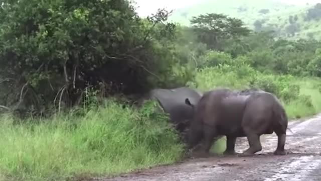 Rhinos got head to head