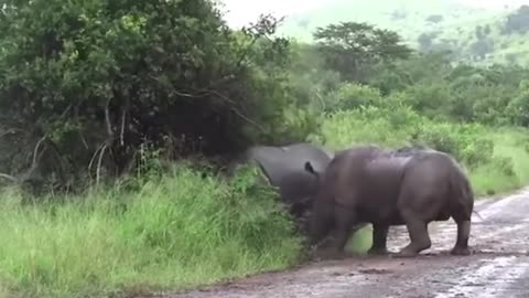 Rhinos got head to head