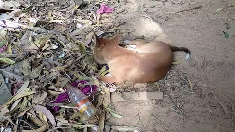 Poor hungry dog