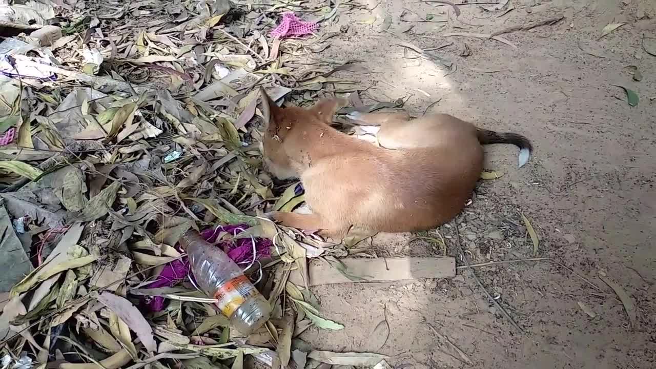 Poor hungry dog