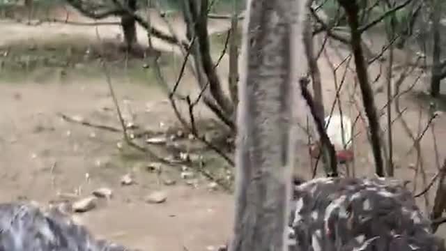 An ostrich