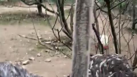 An ostrich