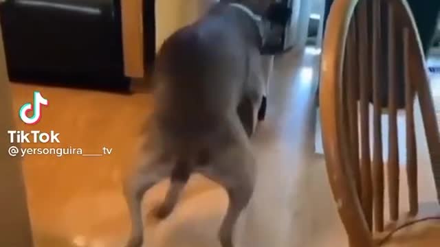 Mi como mi perro está bailando