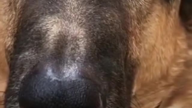 Funny dogs on short video