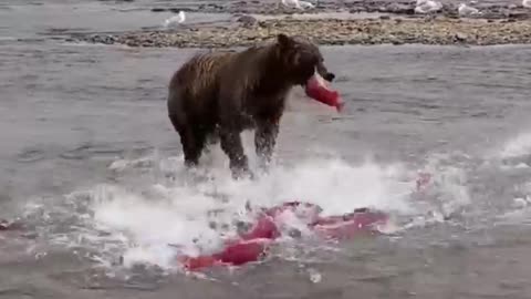 Bears catch salmon