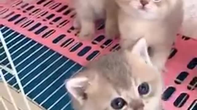 Funniest Animals - Animals SOO Cute Just a relaxing video - shorts