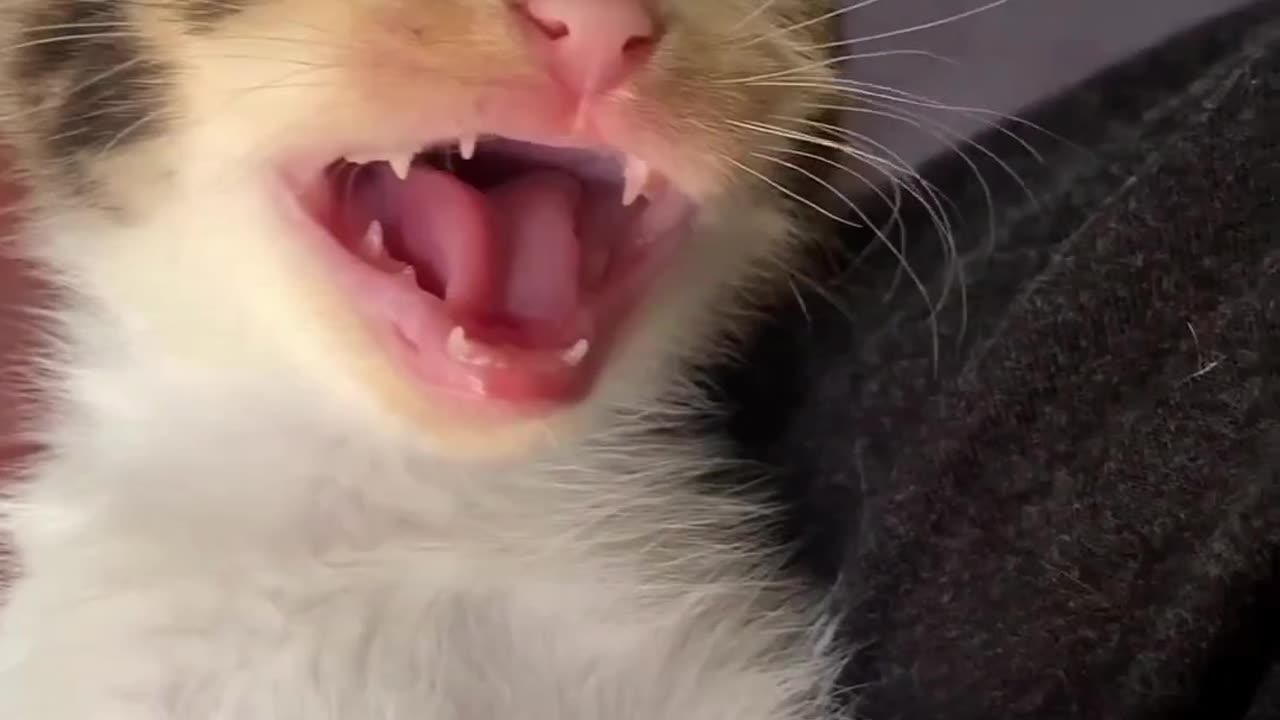 Cat laughing 🤣🤣