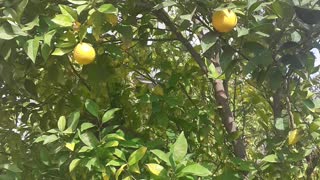 It_ fills_ the mind to see_ such a beautiful malt