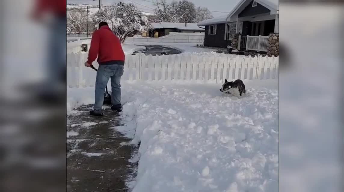 Crazy Dog ​​Let's play with snow