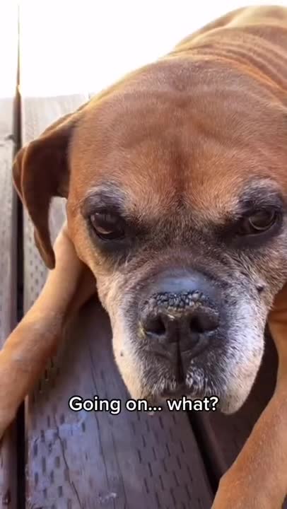 Ultimate Baby Dogs - Cute and Funny Dog Videos Compilation #Shorts