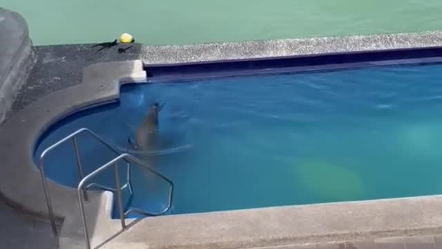 Sea Lion Comes on Land, Swims in Pool and Steals Man's Chair || ViralHog