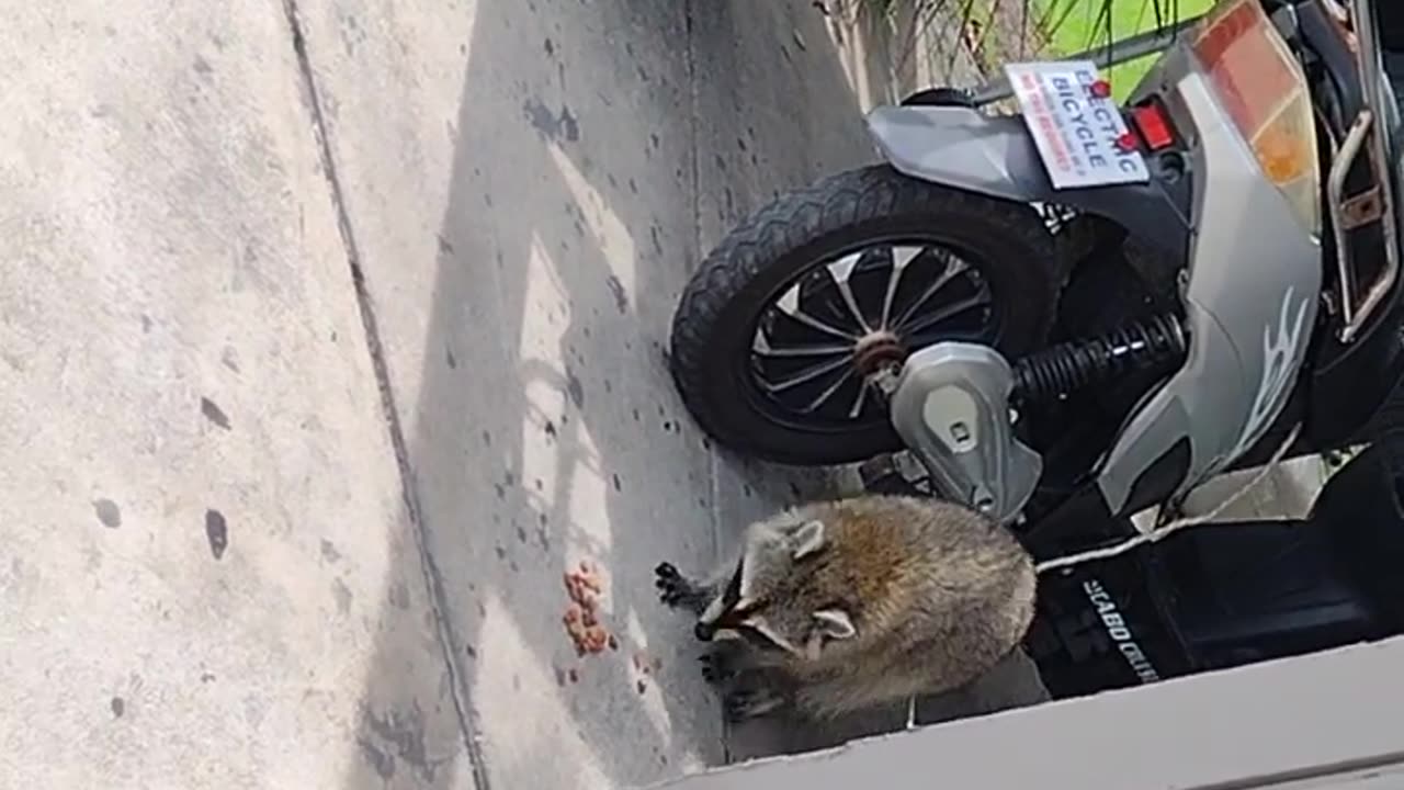 Friendly Raccoon