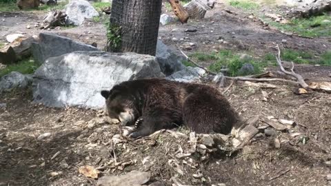 Bear try to sleep