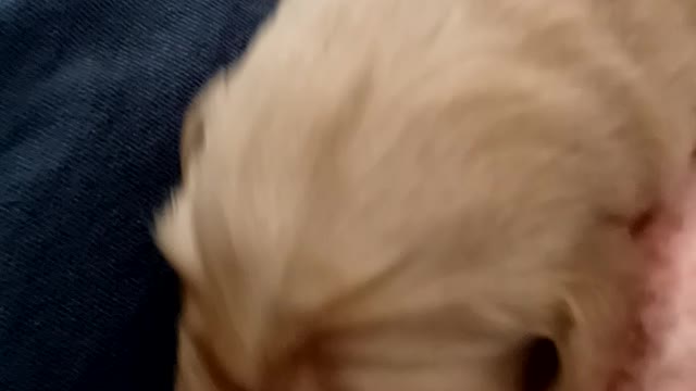 Grandpa and the puppy