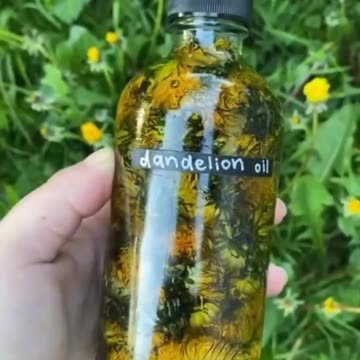 Dandelion root has a rich history of use in traditional medicine