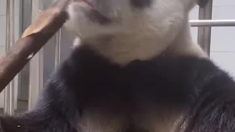 A very hungry giant panda