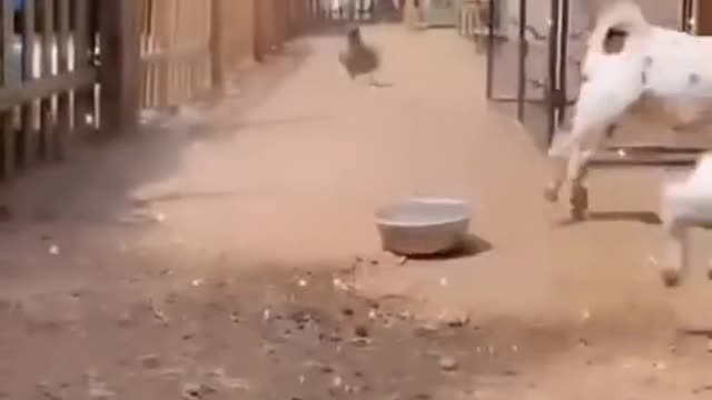 Rowdy Chicken
