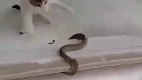 Cats Vs Snakes