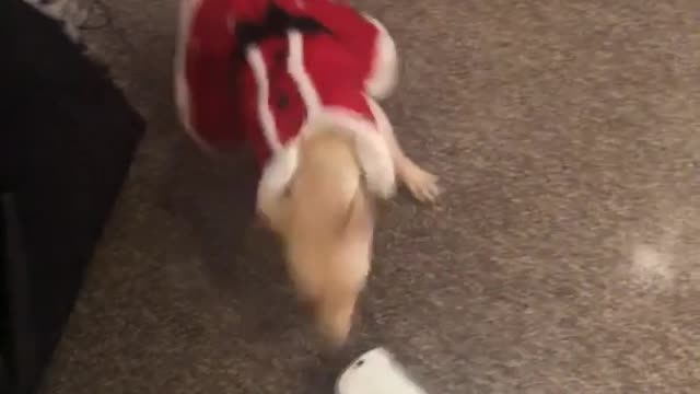 Dog santa sweater barking at vacuum