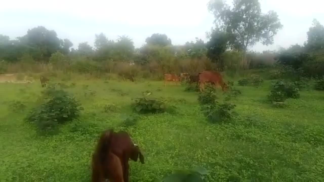 Cow grazing in Jungle