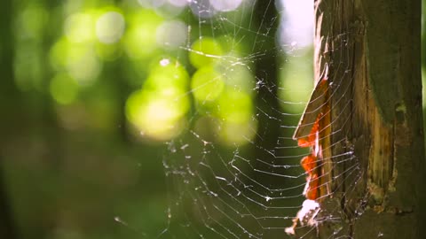 keeping an eye on the web