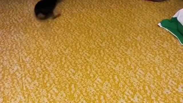funny animals