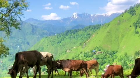 Hajibal | Nature | Beauty | Azad Kashmir