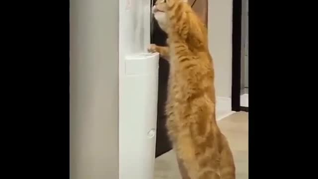 funny Animals EPIZOT4