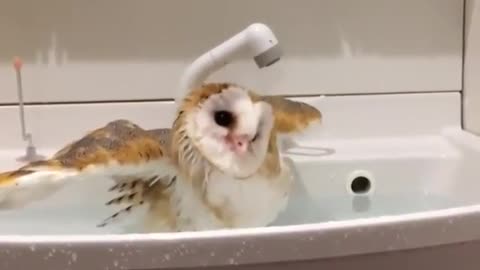 Funny Owls And Cute Owl Videos