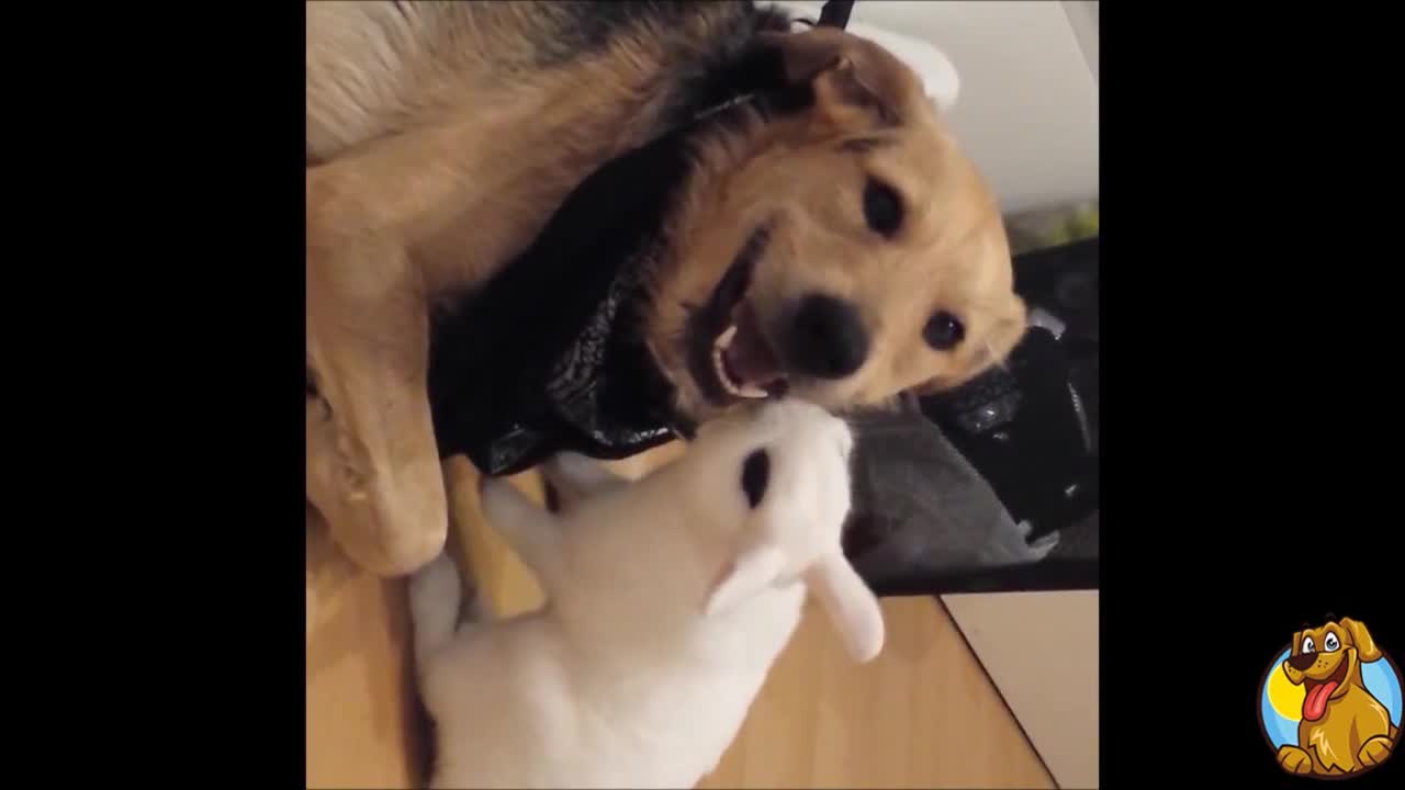 Dog and rabbit share incredible friendship