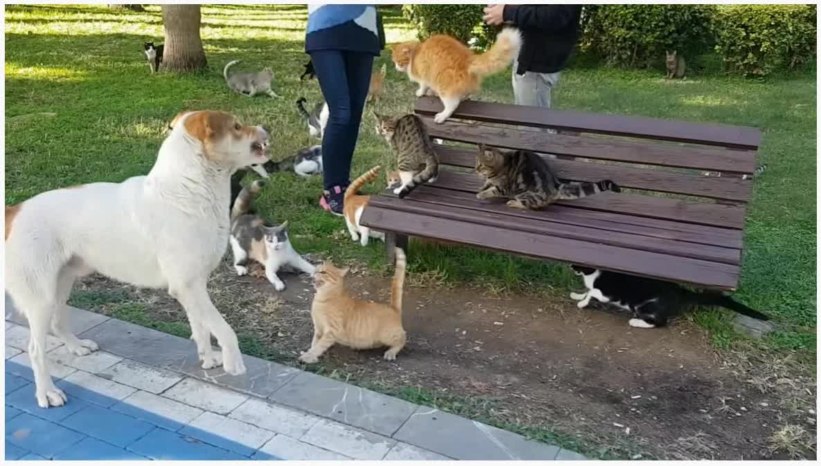 Street cats attack dogs.