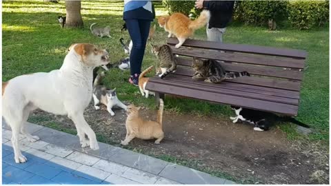 Street cats attack dogs.