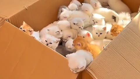 cute kitten unboxing