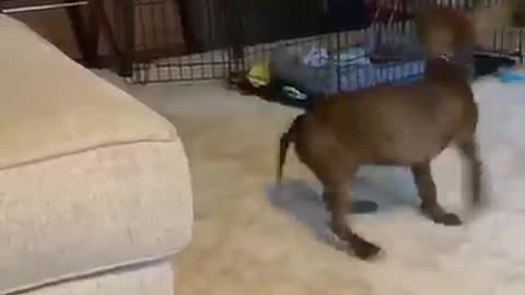 Funny Dog chases its tail