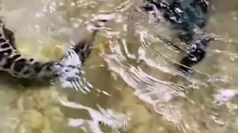 This is a beautiful and charming water-dwelling species