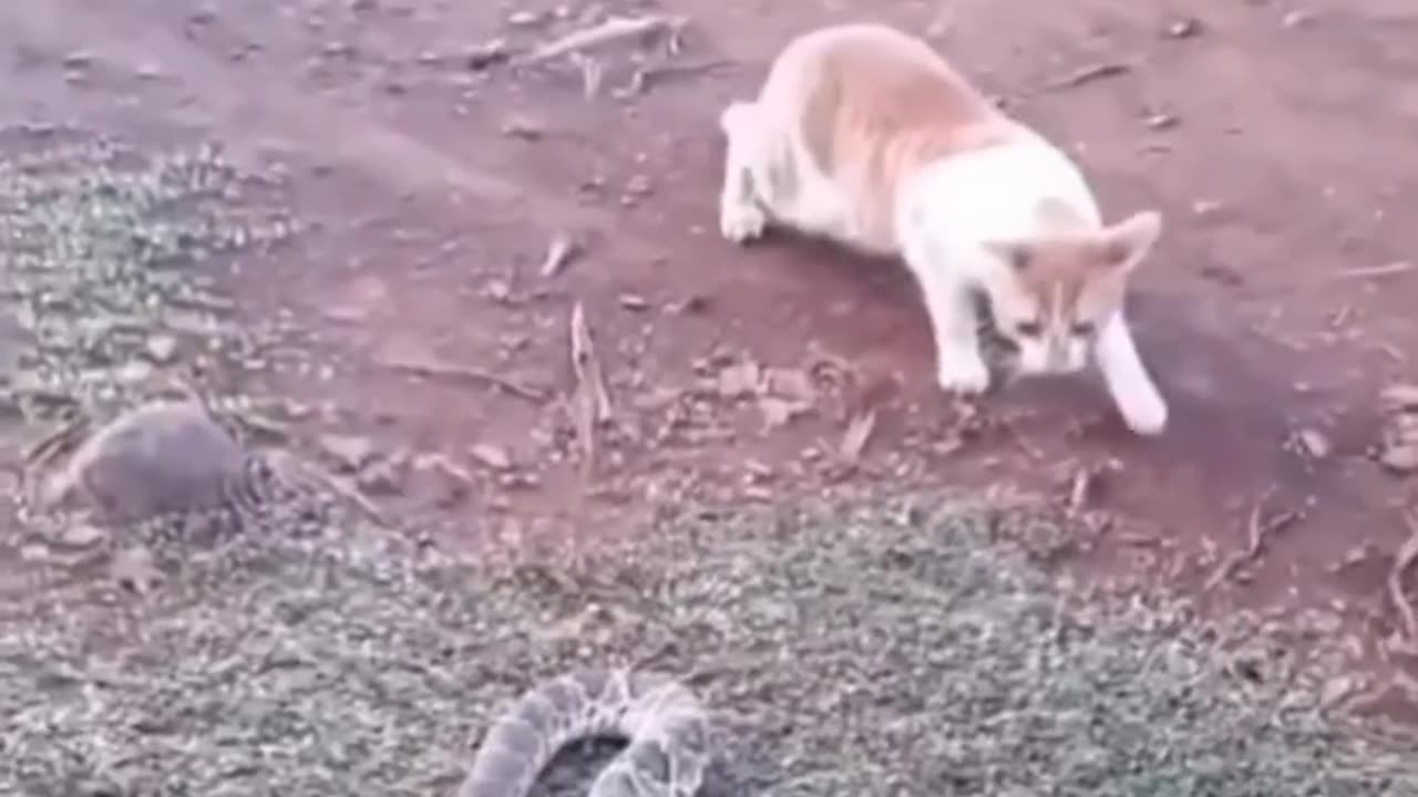 Cat Joked With The Dog