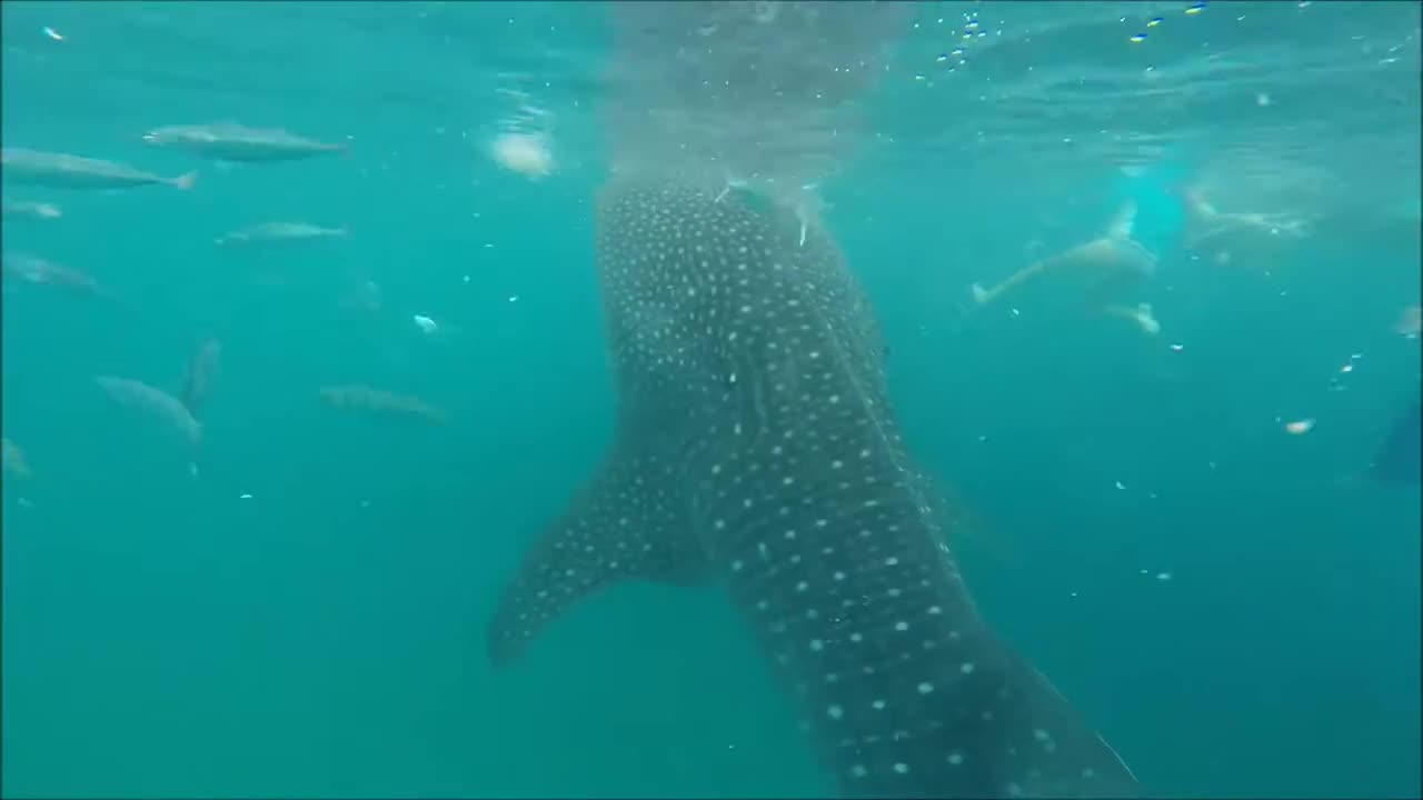 Whale shark watch, Cebu Philippines