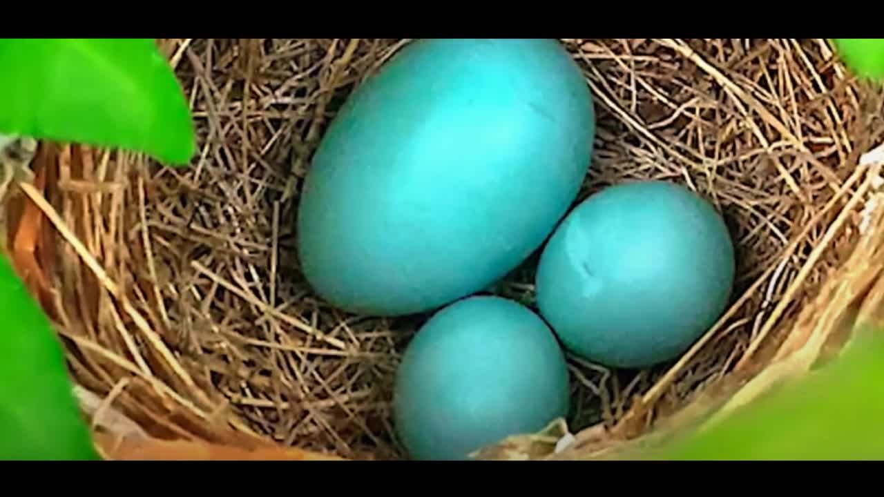 alasan burung kedasih suka menitipkan telur nya di sarang burung lain