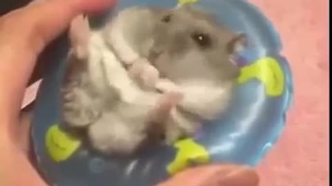 animales adorables #4