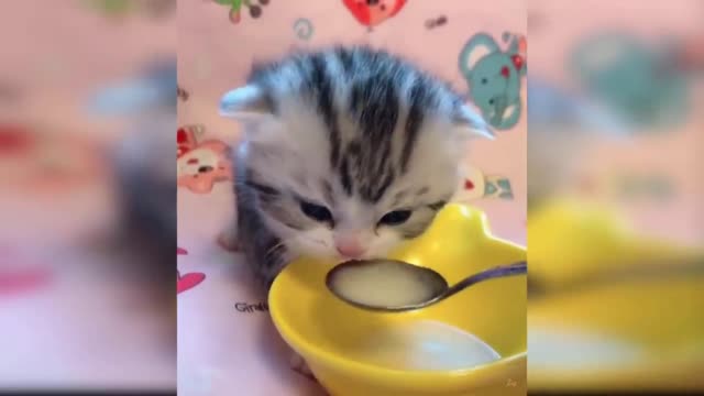 Cute and Baby Cats -Funny Baby Cat Videos Compilation for rumble 2022