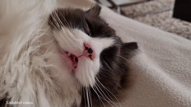 Cat Snores Very Loud