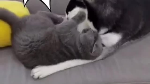 Cat and dog love