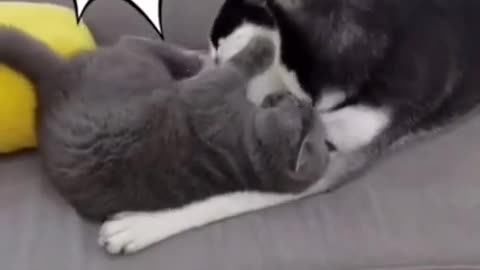 Cat and dog love