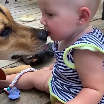 Baby and dog friends funny