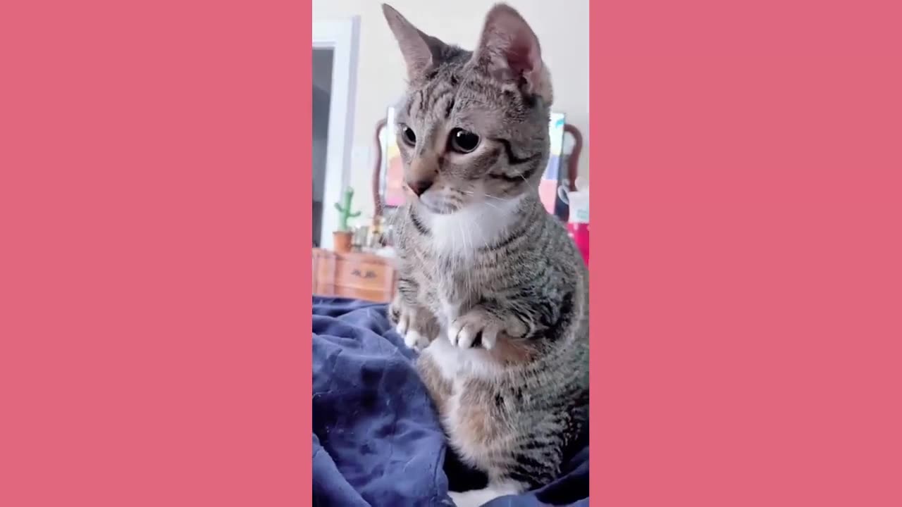 Funny Animal video