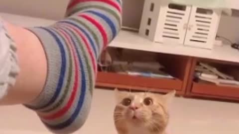 Funny cat video part 2